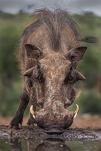 South Africa Close-up of warthog drinking at waterhole Spirits Print